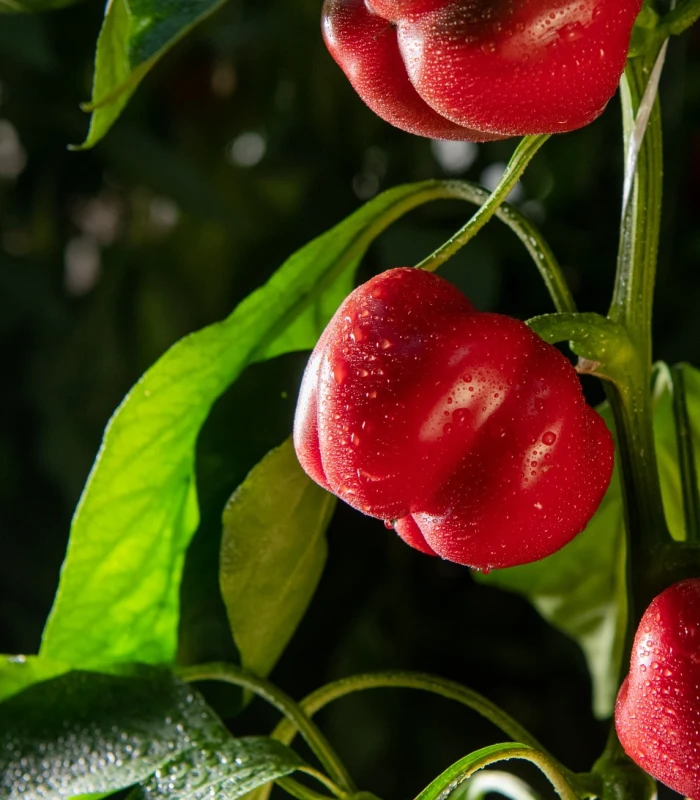 Pritamin paprika (Paradicsompaprika)