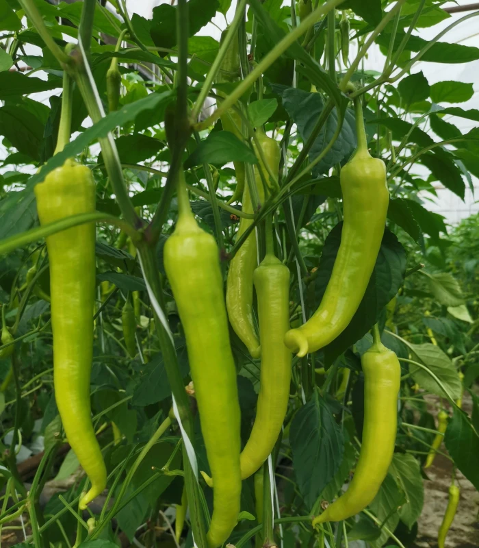 Kosszarvú paprika