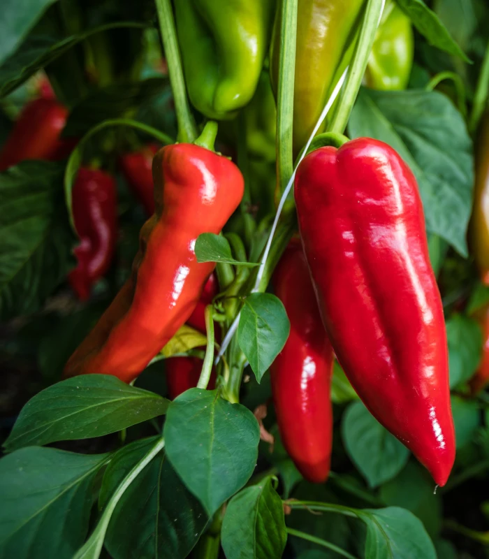 Kápia paprika