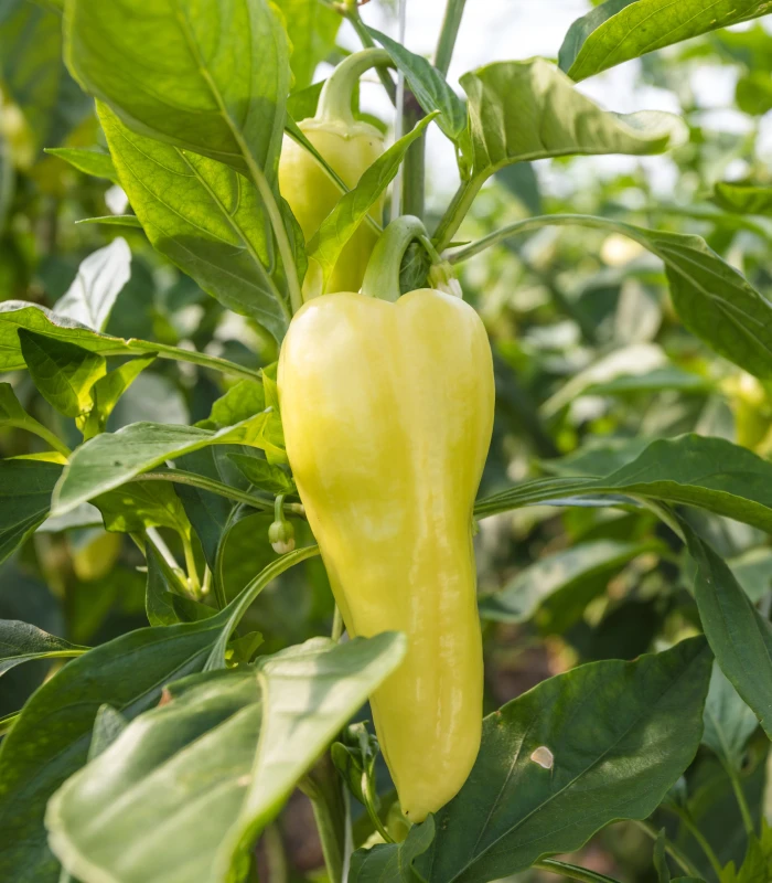 Étkezési fehér paprika (TV paprika)